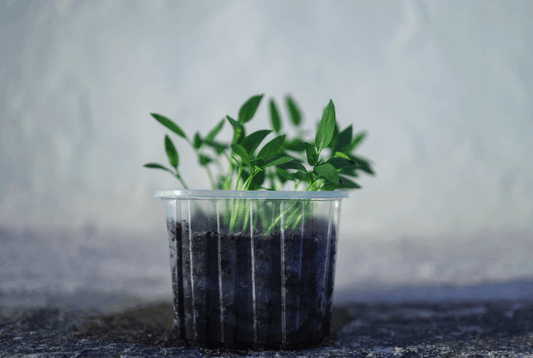 Qué es sostenibilidad ambiental y cómo la puedes promover